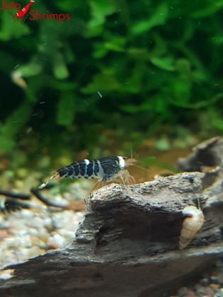Super Crystal Black
